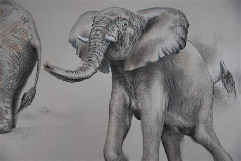 Proantic: Study Drawing Of Three Elephants