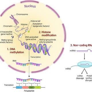 Mechanisms Of Epigenetics The Epigenetic Modifications Cause