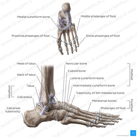 Arches of the foot: Anatomy | Kenhub