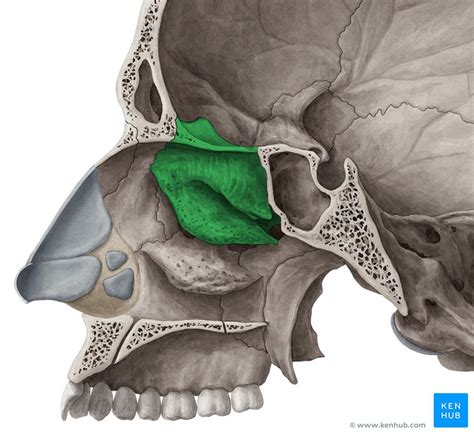 Hueso Etmoides Anatomía Bordes Y Desarrollo Kenhub