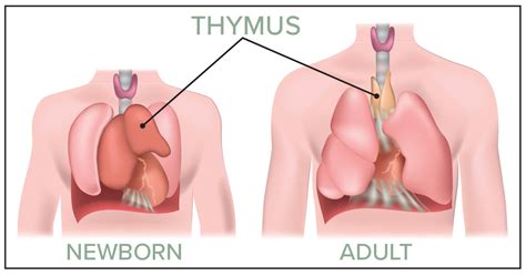 Thymus Gland Function Sale Factory Rbk Bm