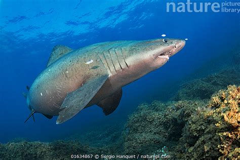 Stock Photo Of Smalltooth Sand Tiger Odontaspis Ferox Swimming Over