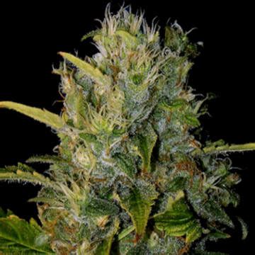 Santa Muerte Feminized Blimburn Seeds Cannabisseeds