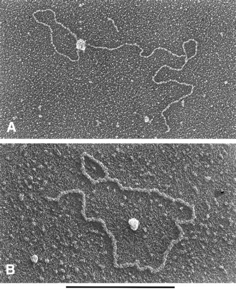 Mammalian Telomeres End In A Large Duplex Loop Cell