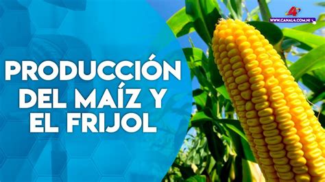 Nicaragua Reporta Crecimiento En La Producci N Del Ma Z Y El Frijol