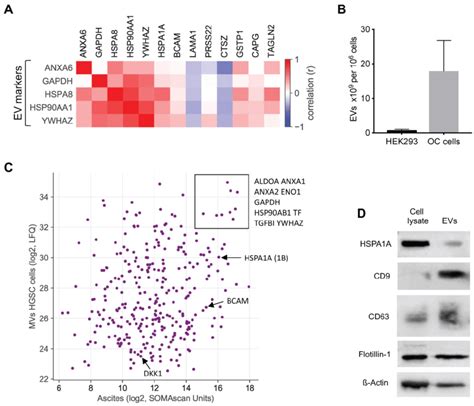 EVs As The Putative Origin Of RFS Associated Proteins A Heatmap