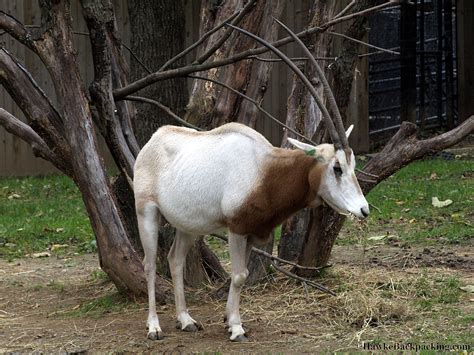 Smithsonian National Zoo - HawkeBackpacking.com