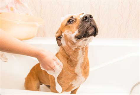 Cosa Fare Con Un Cane Che Ha Paura Dellacqua