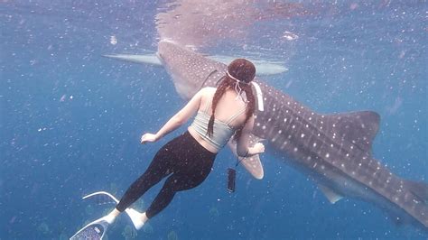 Cebu Whaleshark Watching And Sardines Run Snorkeling Tour