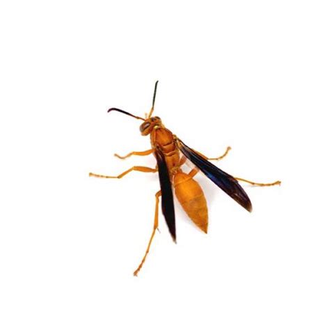 Red Paper Wasp Active Pest Control Pest Control And Exterminator