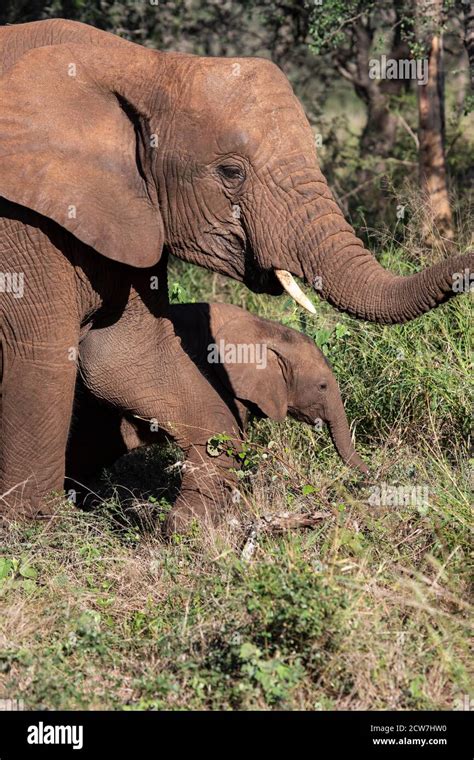 Baby Elephant Calf Loxodonta Africana Keeps Close To Its Mother Under