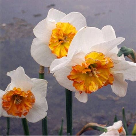 Multi Varieties Daffodil Seeds 100pcspack