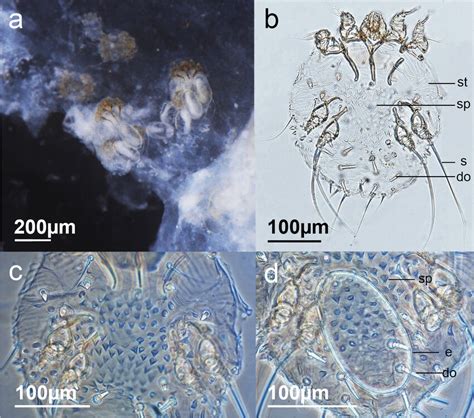 Morphological mite identification of Sarcoptes scabiei. a Stereo ...