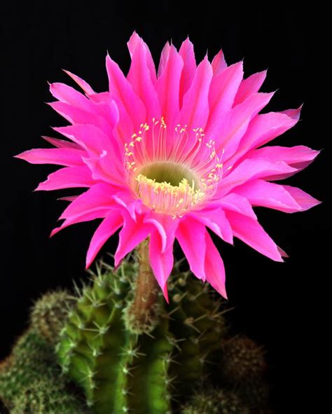 pink cactus flower | Cactus Flowers | Pinterest