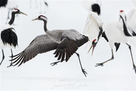 2018 Winter Wildlife Tour of Japan | Japanese Red Crowned Cranes ...