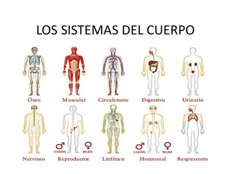 Diferencia Entre Sistemas Y Aparatos Del Ser Humano Cuadro Comparativo