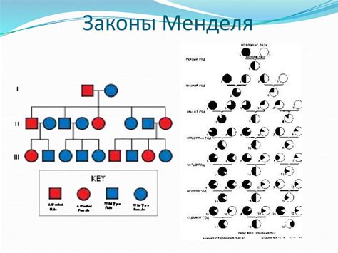 Законы Менделя - презентация онлайн