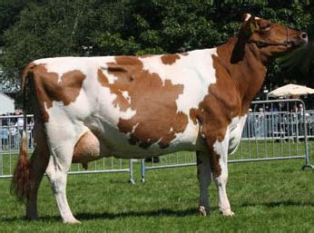 Ayrshire Cow - Knowledge Base LookSeek.com