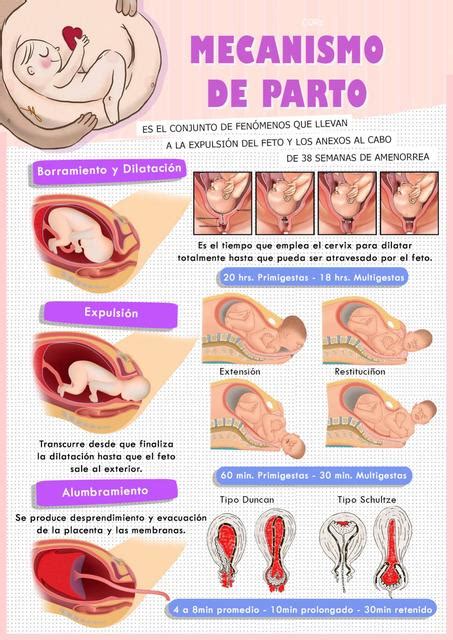 Mecanismo De Parto Obstetricia Salud Medicina Humana Udocz