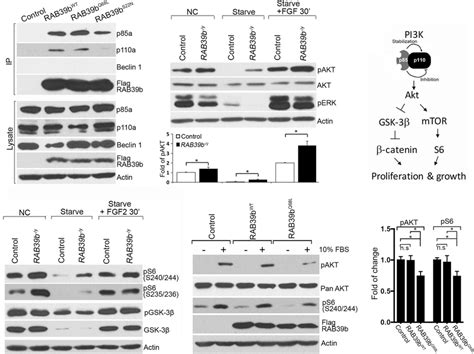 Rab39b Regulates Pi3k Aktmtor Signaling A Coimmunoprecipitation