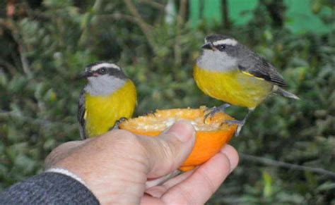 Descubre Qu Comen Los P Jaros Silvestres Y C Mo Alimentarlos En Tu