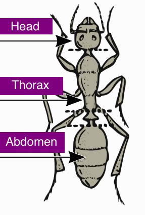 Ant Body Parts Worksheet