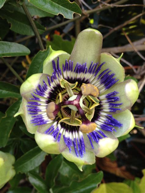 Passiflora Caerulea comúnmente flor de la pasión o pasionaria azul es