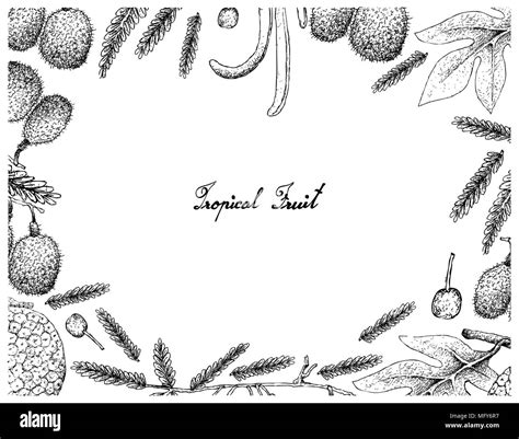 Fruits Tropicaux Illustration Cadre De Croquis La Main De L Arbre