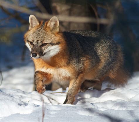 Gray Fox | The PhotoNaturalist