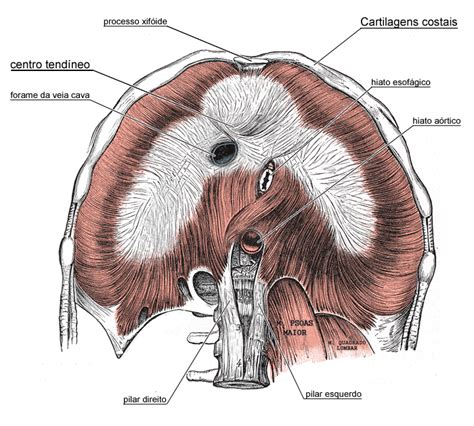 Musculo Diafragma Anatomia Respiracion Tratamiento Images Images