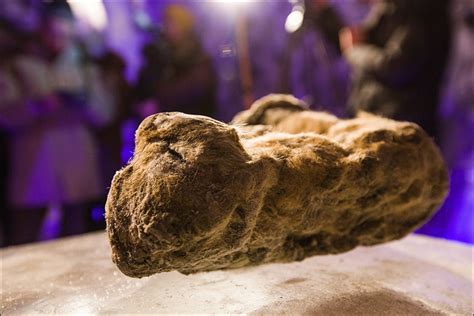 12,000-Year-Old Cave Lion Cubs Presented To The World | Information Society