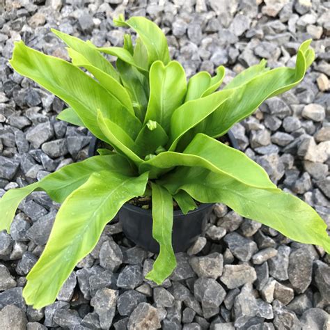 Asplenium Antiquum Crissie Forked Birds Nest Fern 45 Pot