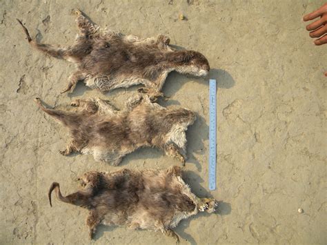 Asian Small Clawed Otter In February 2010 By Ashwin Viswanathan