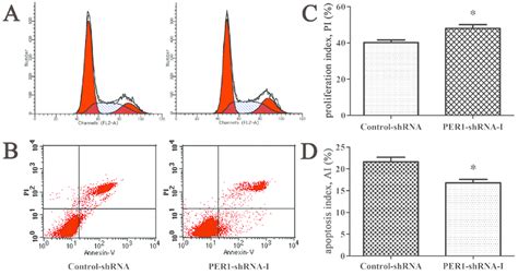 Per1 Knockdown Enhances Proliferation And Reduces Apoptosis Of Scc15