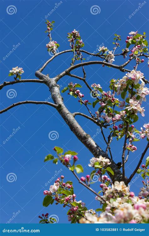 Blossoming Of Apple Trees Stock Image Image Of Bright 103582881