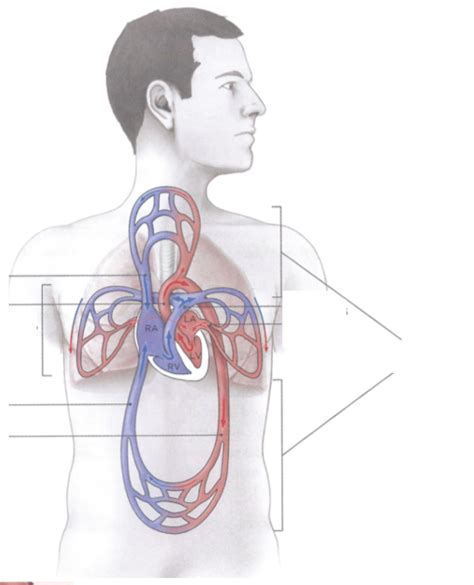 Diagram Grote En Kleine Bloedsomloop Quizlet