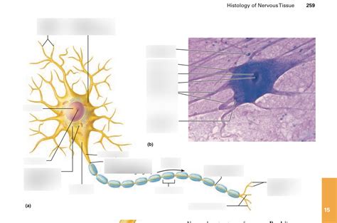 Structure Of Motor Neuron Diagram Quizlet