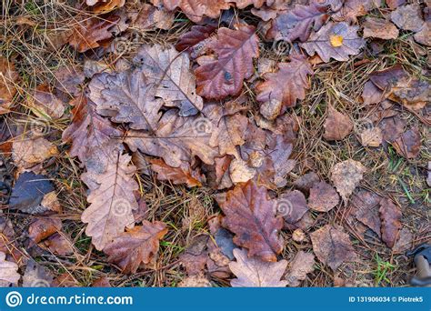 Hojas Mojadas De Un Roble Que Miente En Una Trayectoria De Bosque Hojas