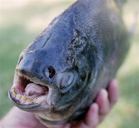 The Interesting Story Of A Rare Fish With Powerful Human Like Teeth