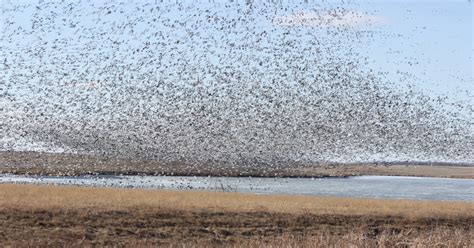 Loess Bluffs National Wildlife Refuge | U.S. Fish & Wildlife Service