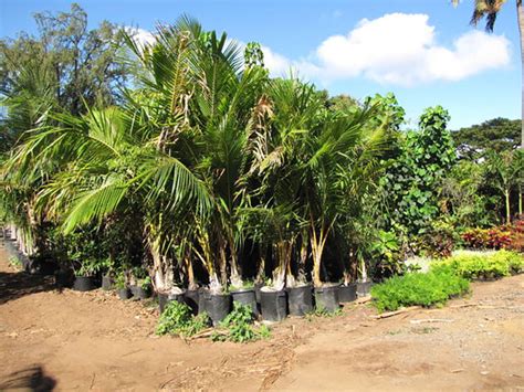 Coconut Tree Cocos Nucifera Coconut Planting Cultivation