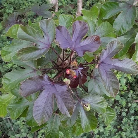 Jatropha Gossypiifolia Bellyache Bush