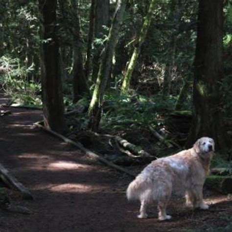 One Of The Islands Best Official Off Leash Areas Parksville Qualicum Beach Tourism