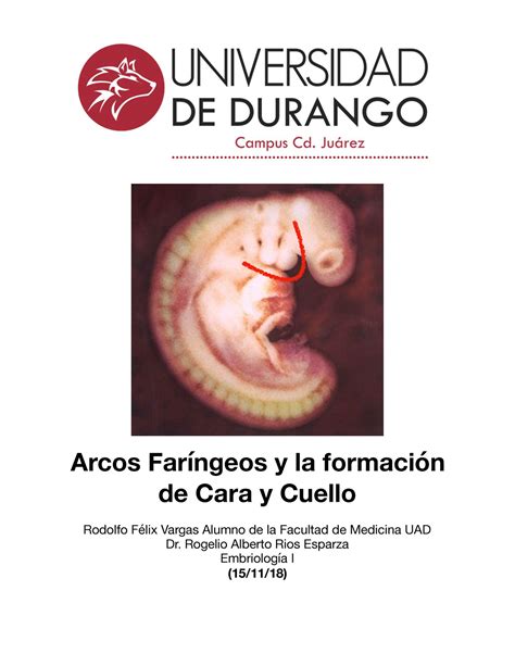 Arcos Faringeos Formacion de Cara y Cuello Cuello Rodolfo Félix