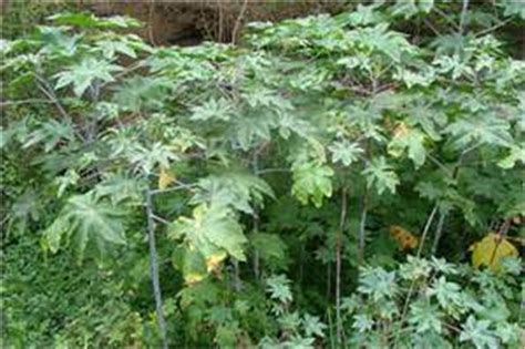 Factsheet Ricinus Communis Castor Oil Plant