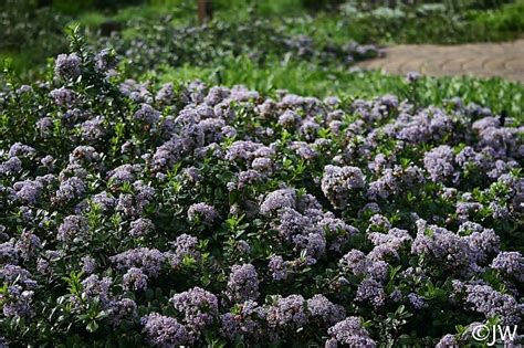 Anchor Bay Mountain Lilac