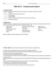 NPB 101D Worksheet Cardiovascular System FQ18 Docx Name Time