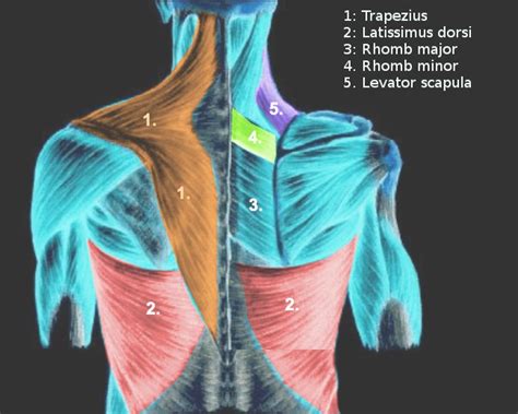 Figure Extrinsic Back Muscles Shown In Statpearls Ncbi Bookshelf