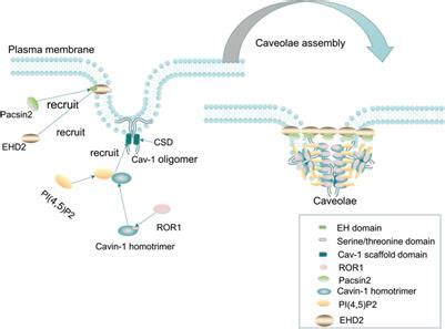 Frontiers Caveolin 1 Regulates Cellular Metabolism A Potential