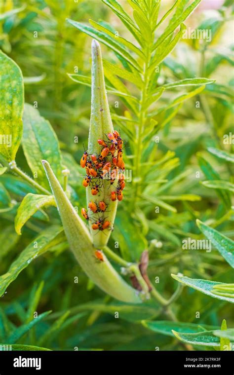 Large Milkweed Bugs Oncopeltus Fasciatus Gathered On A Milkweed Seed Pod In Wichita Kansas